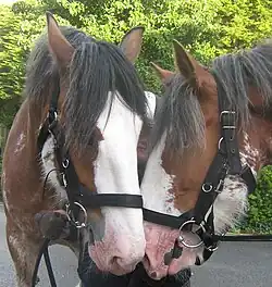 Photographie de deux têtes de chevaux bruns tachetés de blanc.