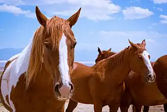 Chevaux roux et blancs sous le soleil.