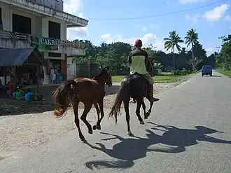 Deux Sumbar-Sandel-Arabe dans l'Est de Sumba