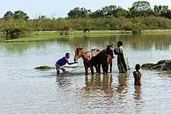 Deux chevaux et trois jeunes dans l'eau d'un lac.