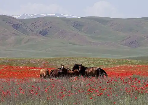 La steppe de l'est du Kazakhstan en été.