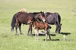 Jument de poil foncé avec son poulain