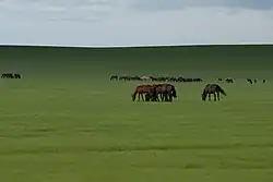 Bannière du Vieux Barag