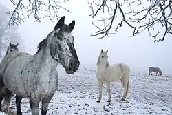 Deux chevaux dans la neige.
