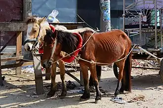 Bangladais attelés.