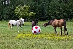 Trois chevaux et un gros ballon dans un pré.