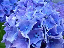 Hortensia bleu