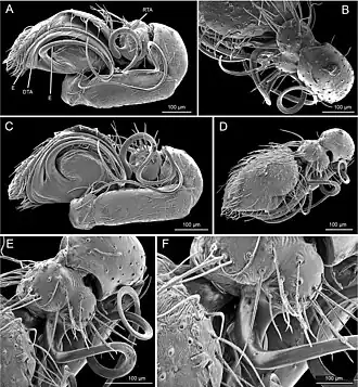 Description de l'image Hortipes gigapophysalis (10.5852-ejt.2012.26) Figure 4.jpg.