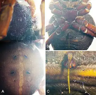 Description de l'image Hortophora capitalis (10.3897-evolsyst.5.72474) Figure 36.jpg.