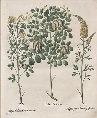 Description de l'image Hortus Eystettensis, 1613 (KU 2894-1 055) -Verna,0,12.jpg.
