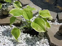 Hosta.