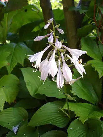 Hosta capitata.