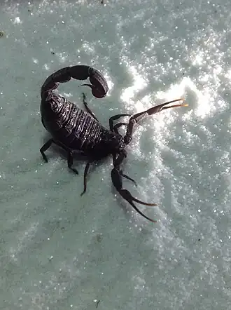 Description de l'image Hottentotta gentili 1.JPG.