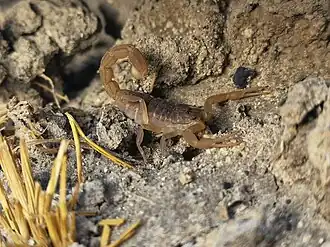 Un scorpion Hottentotta mazuchi sur la rive est du lac en août 2021.