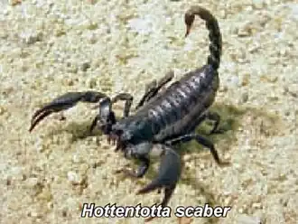 Description de l'image Hottentotta scaber.jpg.