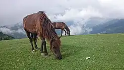 Poneys de couleur brune broutant sur une montagne