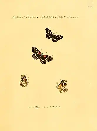 Description de l'image Hubner1821SammlExotSchmett2Plate44.jpg.