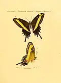 Illustration de Papilio andraemon dans Sammlung exotischer Schmetterlinge de J. Hübner.
