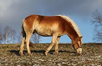 Photographie d'un cheval roux et blond vu de profil.