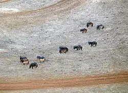 Vue aérienne de chevaux de différentes couleurs, dans la neige.