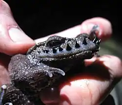 Leptobrachium boringii.