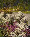 White Phlox, 1906, Terra Foundation for American Art&nbsp;(en)