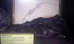 Vue latérale d'un moulage de crâne.