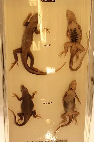 Description de l'image Hul - Sceloporus pyrocephalus male and female.jpg.