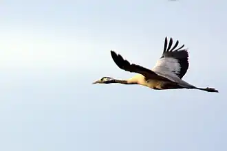 Photo de grue cendrée