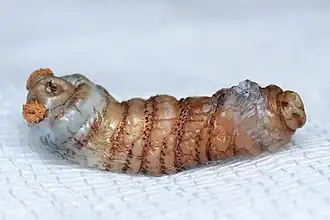 Larve développée après extraction.