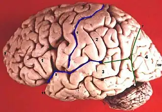 Aperçu de la sinuosité des sillons délimitant les circonvolutions cérébrales du cerveau humain