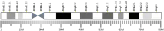 Chromosome 18 humain