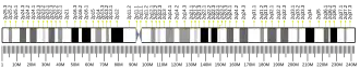 Chromosome 2 humain