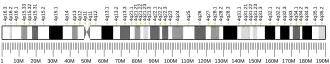Chromosome 4 humain