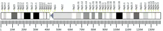 Chromosome 9 humain