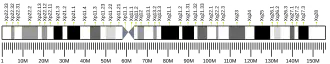 Chromosome X
