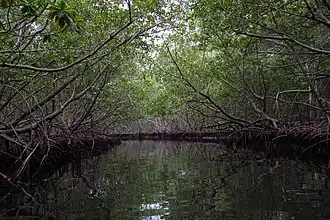 Le rio Taco, encadré par la mangrove, à son embouchure
