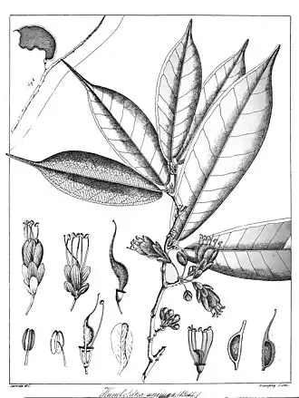 Description de l'image Humboldtia unijuga Govindoo.jpg.