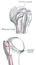 Insertion humérale du muscle subscapulaire