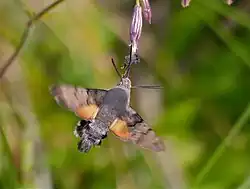 Moro-sphinx butinant en vol stationnaire