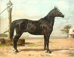 Lithographie en couleurs montrant un cheval noir assez lourd vu de profil.