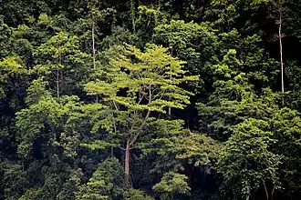 Forêt de l'île de Céram