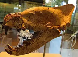 Crâne et mâchoire Hyaenodon horridus  Musée paléontologique de Zurich.