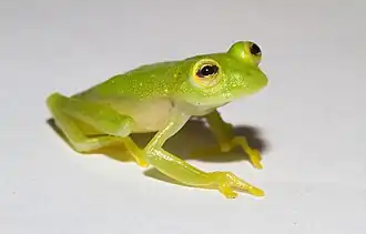 Description de l'image Hyalinobatrachium_vireovittatum.jpg.