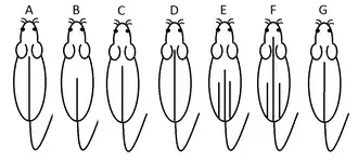 Description de l'image Hybomys stripes.png.