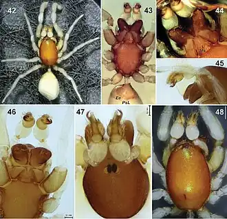 Description de l'image Hybosidella etinde (10.3897-AfrInvertebr.58.11448) Figures 42–48.jpg.