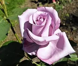 Rose 'Kölner Karneval'