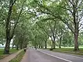 Allée de Hyde Park.