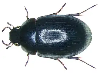 Description de l'image Hydrobius fuscipes.jpg.