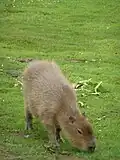 un capybara